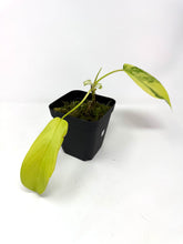 Load image into Gallery viewer, Philodendron Florida Beauty B