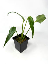 Load image into Gallery viewer, Philodendron Burle Marx Flame C