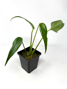 Philodendron Burle Marx Flame C