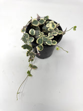 Load image into Gallery viewer, Ceropegia Woodii “String of Hearts” Variegated