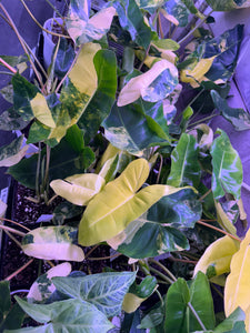 Philodendron Burle Marx Variegated (large)