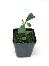 Load image into Gallery viewer, Hoya Manipurensis