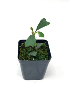 Hoya Manipurensis