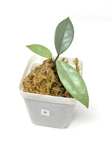 Hoya Wilbur Graves Silver B