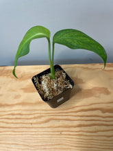 Load image into Gallery viewer, 214. Monstera Esqueleto (juvenile)