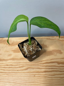 214. Monstera Esqueleto (juvenile)