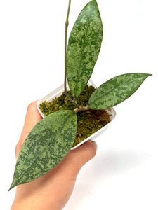 Hoya Lambii Silver C