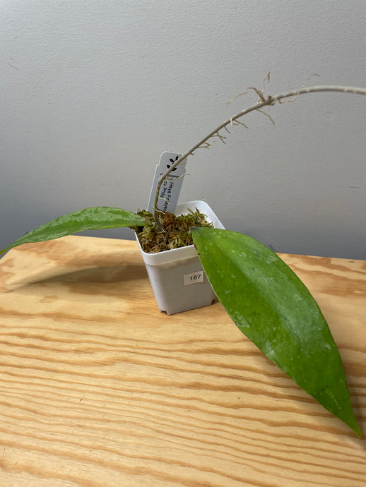 187. Hoya Finlaysonii cv. Philip