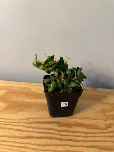 76. Hoya Carnosa Compacta