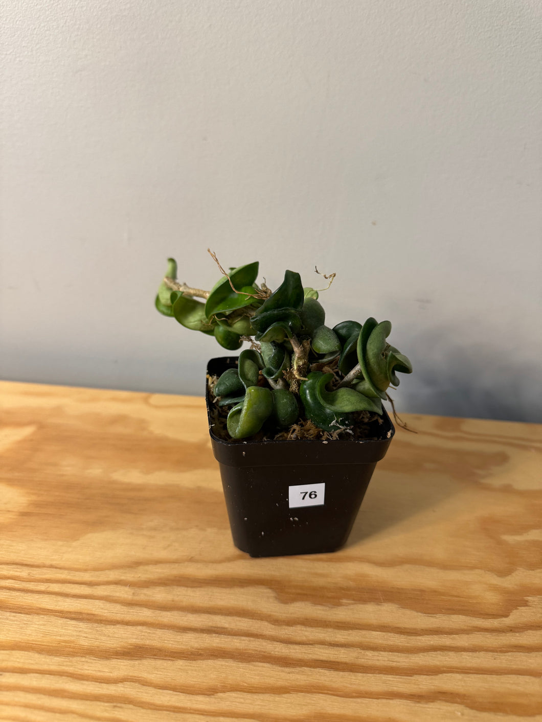 76. Hoya Carnosa Compacta