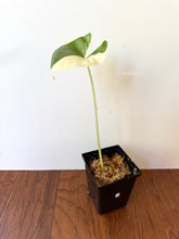 Load image into Gallery viewer, Alocasia Maccrorhiza Variegated D