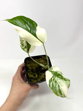Load image into Gallery viewer, Monstera Deliciosa Albo Variegated O