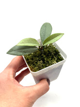 Load image into Gallery viewer, Hoya Wilbur Graves Silver F