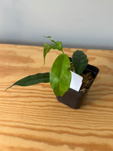 Load image into Gallery viewer, 300. Hoya Cystiantha
