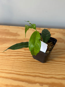 300. Hoya Cystiantha