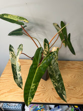 Load image into Gallery viewer, Philodendron Billietiae Variegated D