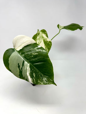 Monstera Deliciosa Albo Variegated B