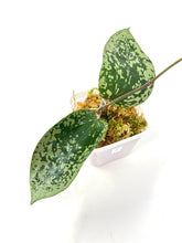 Load image into Gallery viewer, Hoya Glabra Silver C