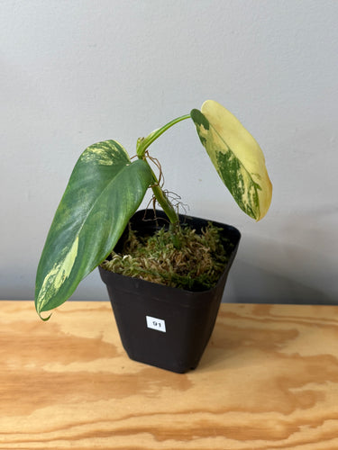 91. Philodendron Bipennifolium Variegated ‘Violin’