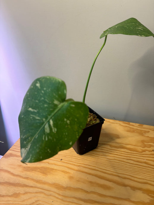 225. Monstera Thai Constellation