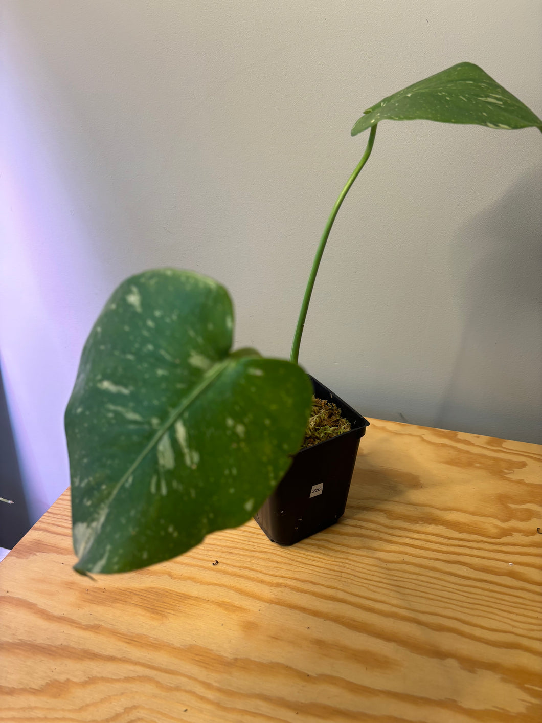 225. Monstera Thai Constellation