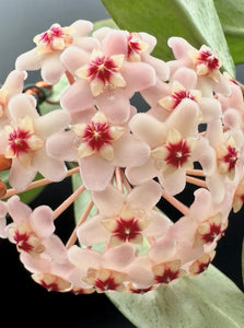 Hoya Wilbur Graves Silver A