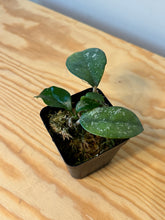 Load image into Gallery viewer, 117. Hoya Carnosa Oval Splash