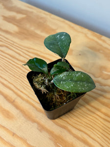 117. Hoya Carnosa Oval Splash