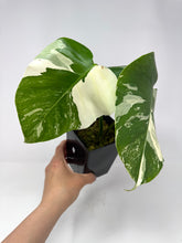 Load image into Gallery viewer, Monstera Deliciosa Albo Variegated B