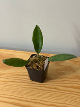 Load image into Gallery viewer, 143. Hoya Cinnamomifolia var. Cinnamomifolia