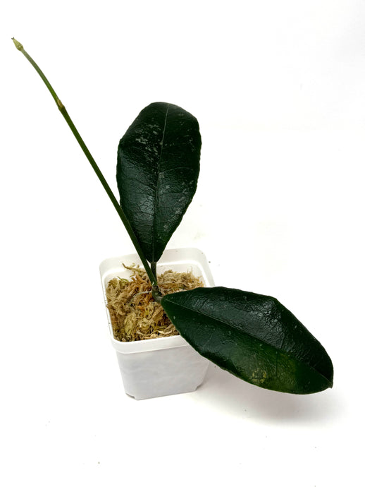 Hoya Hamiltoniorum