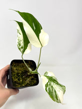 Load image into Gallery viewer, Monstera Deliciosa Albo Variegated O
