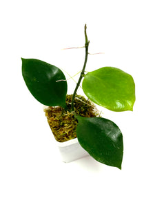 Hoya Anulata