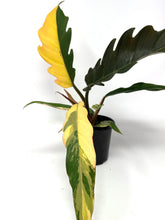 Load image into Gallery viewer, Philodendron Caramel Marble