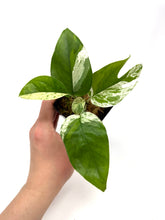 Load image into Gallery viewer, Epipremnum Pinnatum 'Marble' Variegated (Small)