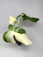 Load image into Gallery viewer, Monstera Deliciosa Albo Variegated J