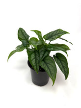 Load image into Gallery viewer, Monstera Siltepecana