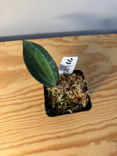 Load image into Gallery viewer, 260. Hoya Macrophylla ‘Pot of Gold’