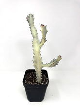 Load image into Gallery viewer, Euphorbia Lactea ‘White Ghost’ (large size) (Ships within Canada only)