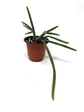 Load image into Gallery viewer, Aporocactus Flagelliformis “Rat Tail Cactus”