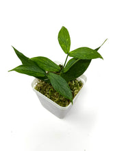 Load image into Gallery viewer, Hoya Polyneura