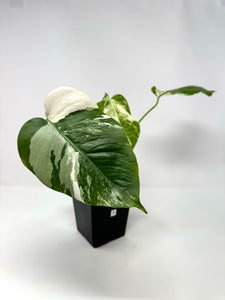 Monstera Deliciosa Albo Variegated B