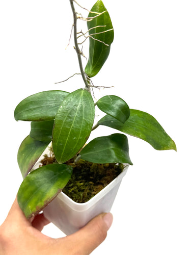 Hoya Merrillii