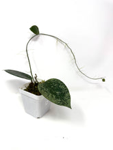 Load image into Gallery viewer, Hoya Glabra Silver D