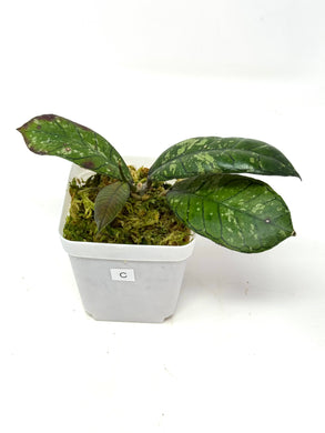 Hoya Gunung Gading Ghost C