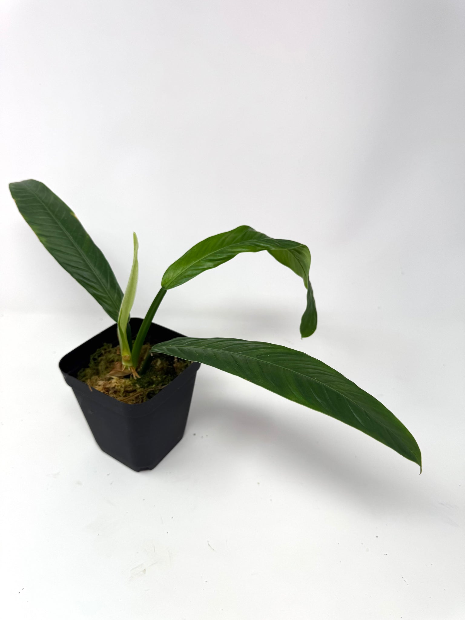 lynette philodendron Philodendron Lynette 'Campii' – Planthaven Toronto