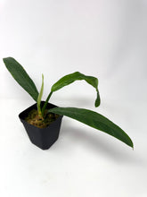 Load image into Gallery viewer, Philodendron Lynette ‘Campii’