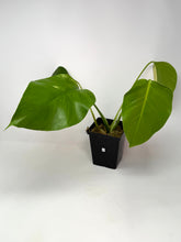 Load image into Gallery viewer, Monstera Deliciosa Aurea Variegated A