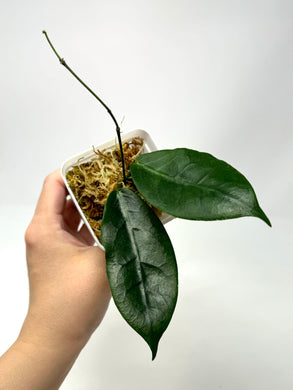 Hoya Megalaster