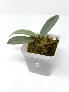 Hoya Wilbur Graves Silver F